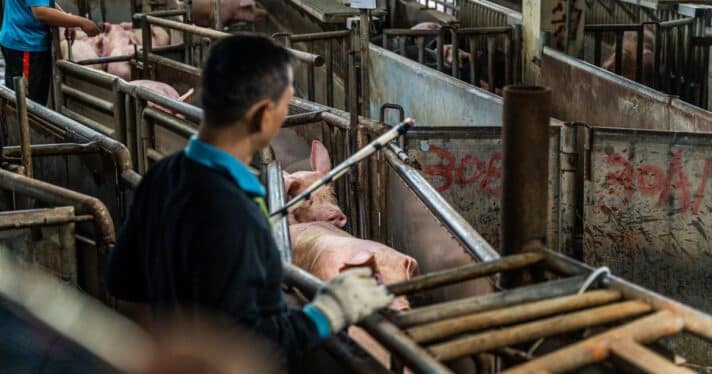 A man prods at a pig in a stall at a livestock auction