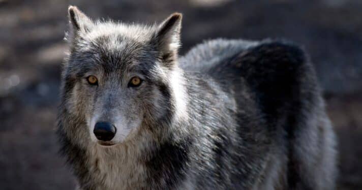 Closeup of a wolf