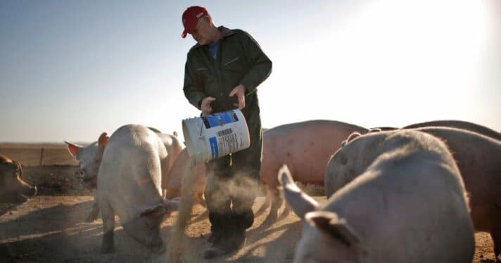 Hog farmer in Iowa