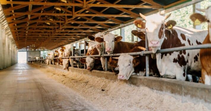 Cows on factory farm