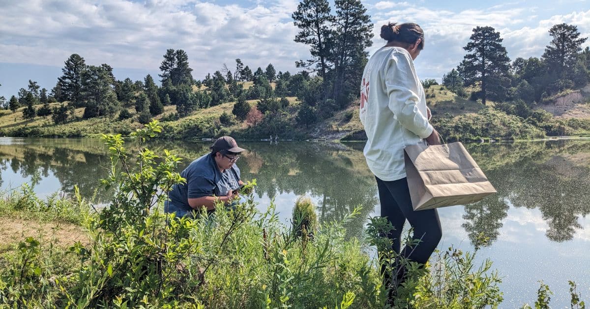 Siċaŋġu Co members, Mayce Low Dog and Karen Moore, harvest local plants.