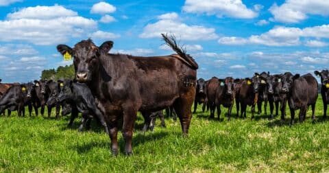 Herd of cows