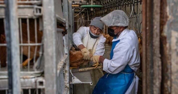 Chickens are roughly pulled from transport crates by slaughterhouse workers