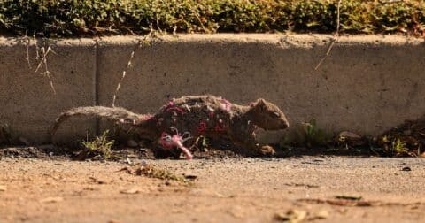 A squirrel harmed in the Eaton Fire runs through a neighborhood in Altadena