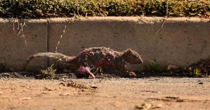 A squirrel harmed in the Eaton Fire runs through a neighborhood in Altadena