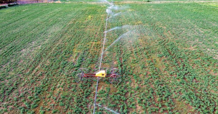 Aerial view of a wheel line or sideroll irrigation system watering a field of alfalfa hay