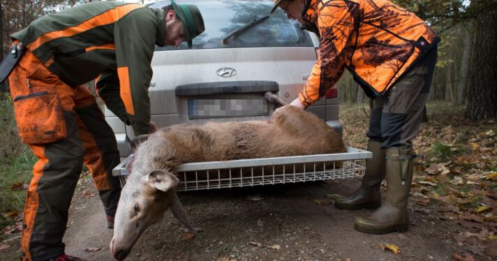 Two hunters carry the deer in a game basket to be transported