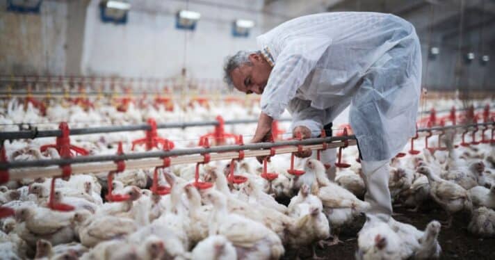 Man working on chicken farm