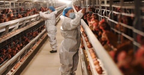 Employees are working on epidemic prevention for chickens at a livestock company