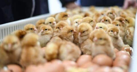 Newly hatched chicks sitting amongst egg shells in a tray