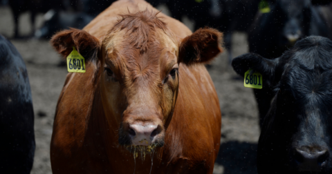 A mature cow with a yellow tag on their ear