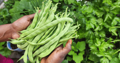 A person holding green beans in their hand