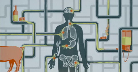 A diagram of the inside of the body