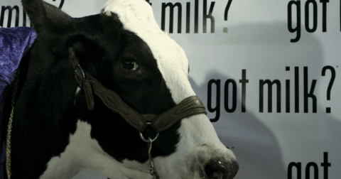 A cow in front of a got milk sign