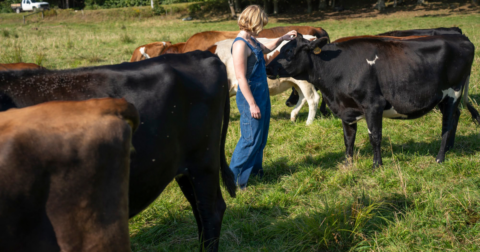 A person standing with a group of cows