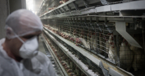 Crowded cages of chickens on a factory farm