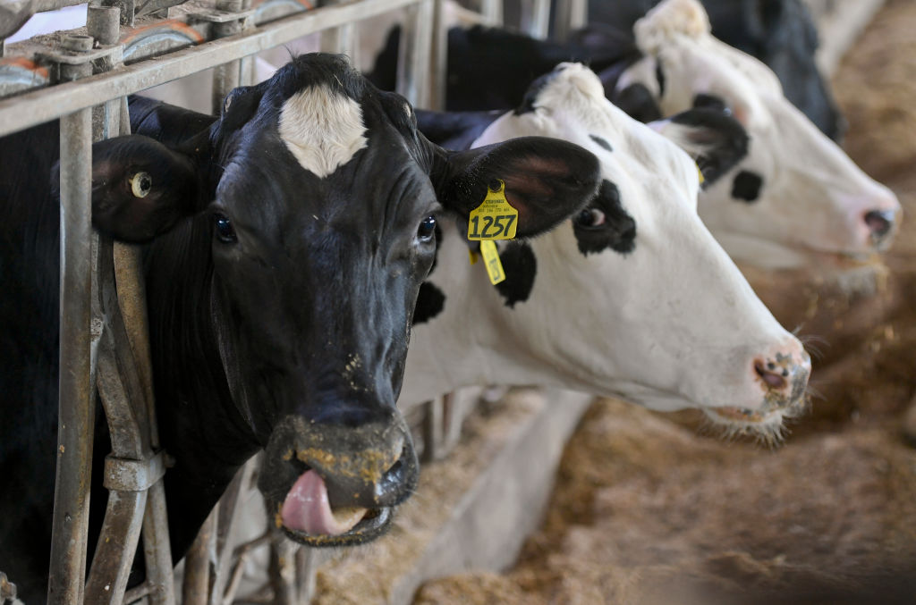 Cows in a dairy barn
