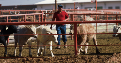 Cattle being rounded up in a pen
