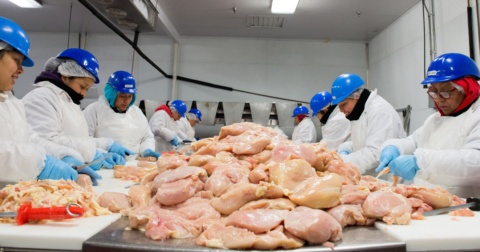 Poultry cutters working in a chilled room with a pile of raw meat