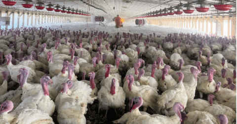 A large group of turkeys on a farm