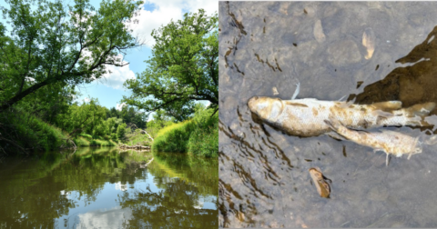 A side by side of Kickapoo River and a dead fish