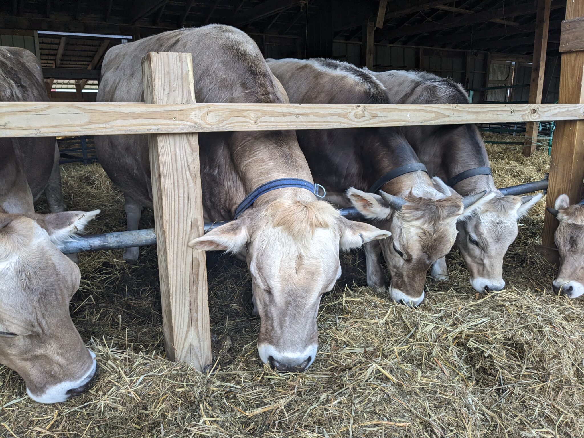 A group of cows eating together