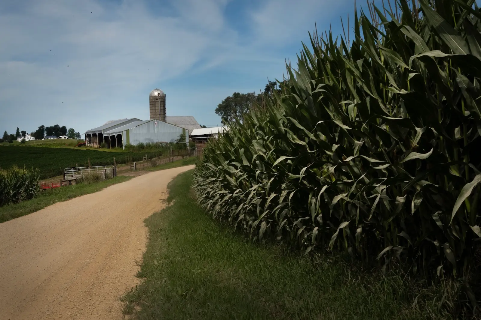 Corn growing on a farm in Illinois