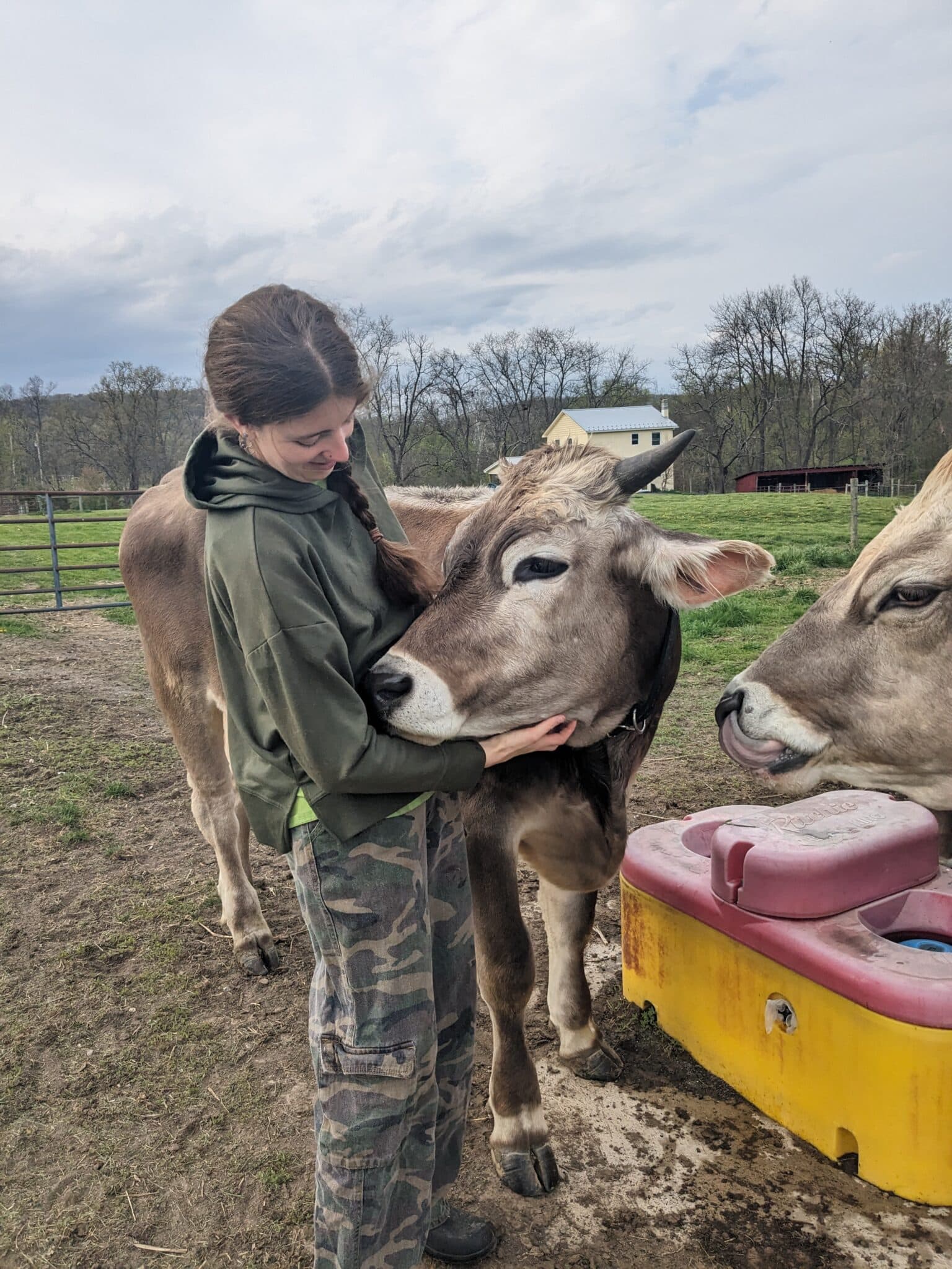 A farmer tending to two cows