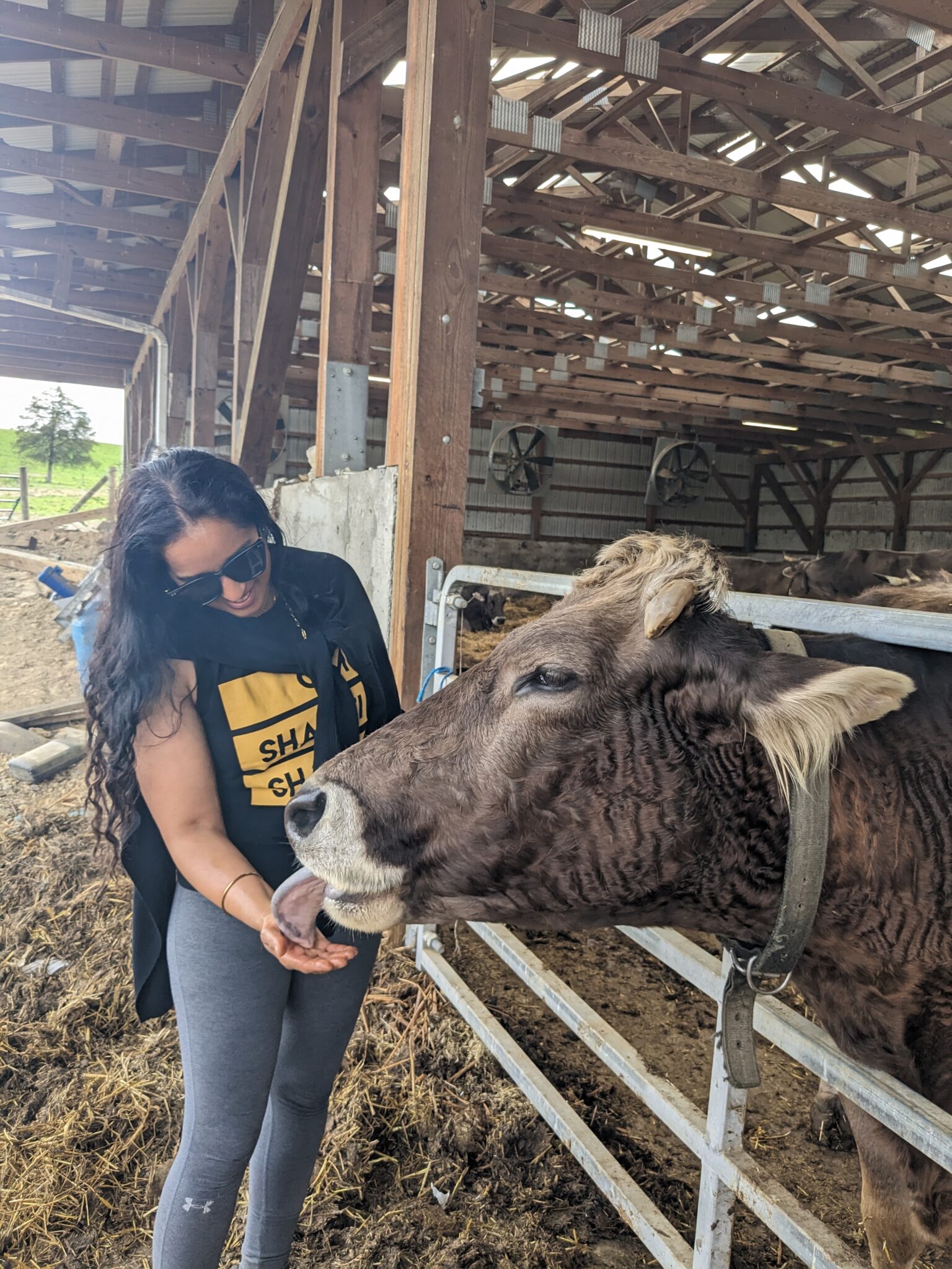 A woman petting a cow in a barn