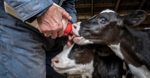 two young calves being fed by a farmer