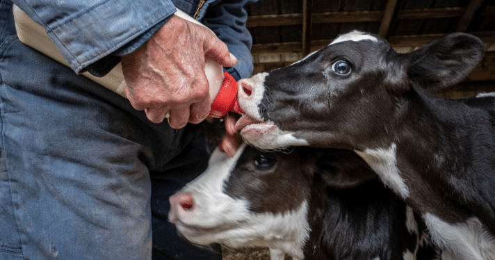 two young calves being fed by a farmer