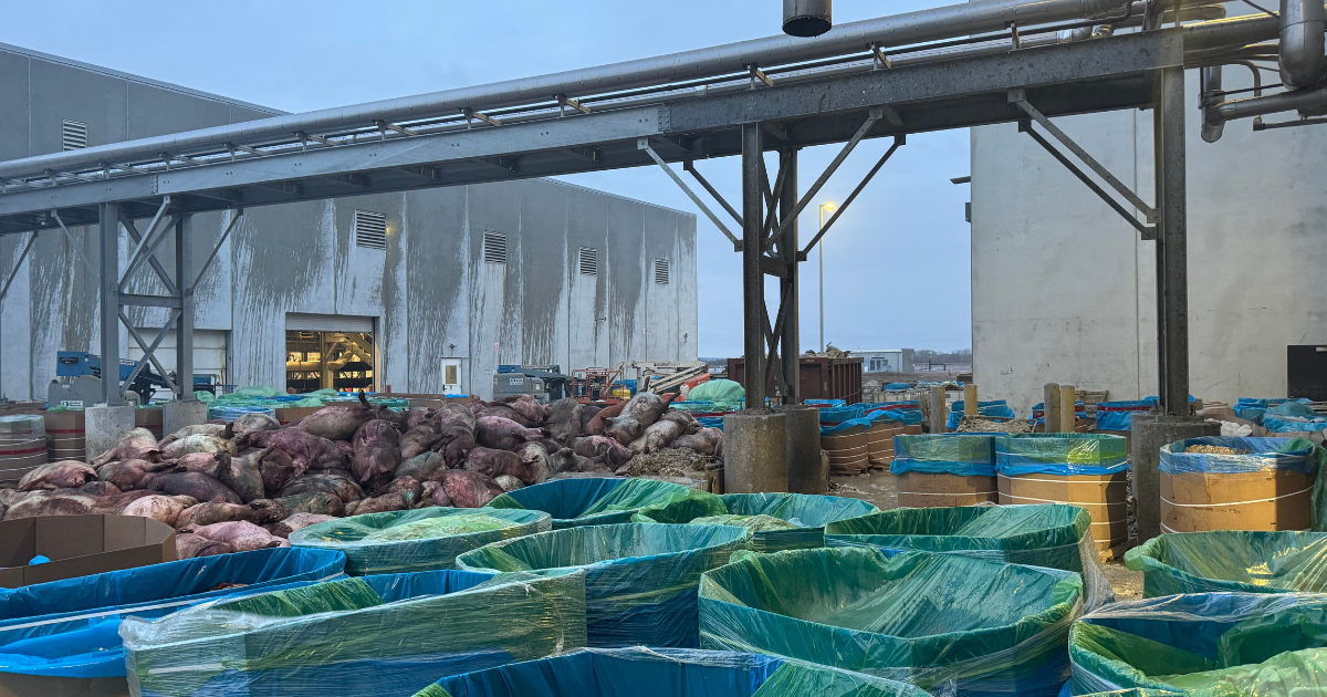 At an Iowa Pork Plant, Piles of Dead Pigs and Wafting Sulphur Dioxide
