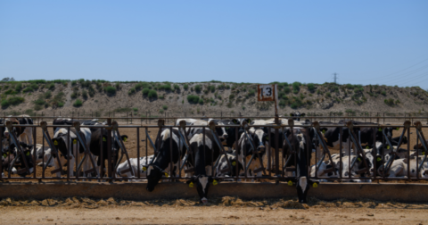 A group of cows outside in the heat