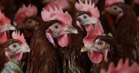 A group of chickens