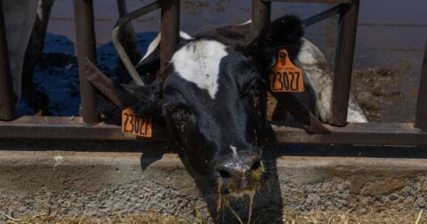 A sick cow lays outside.