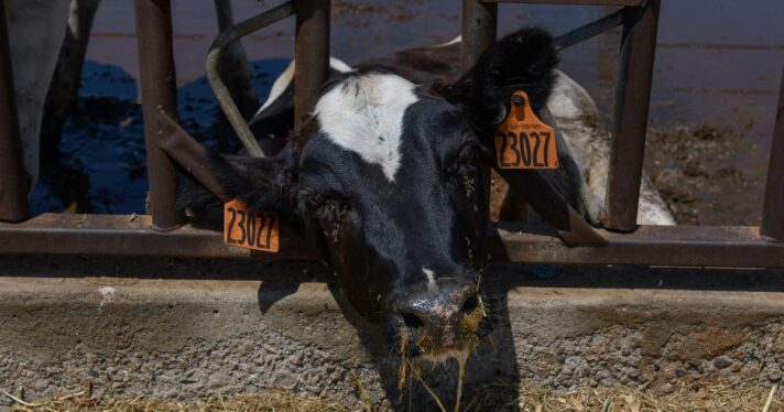 A sick cow lays outside.