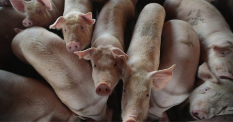 A group of pigs packed in together