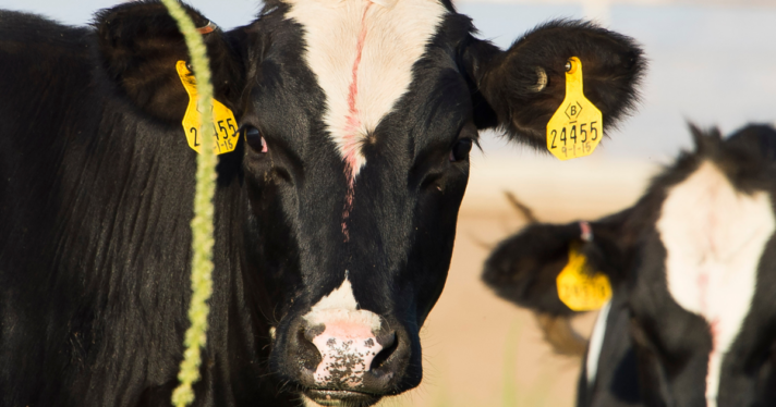 A cow with two yellow ear tags