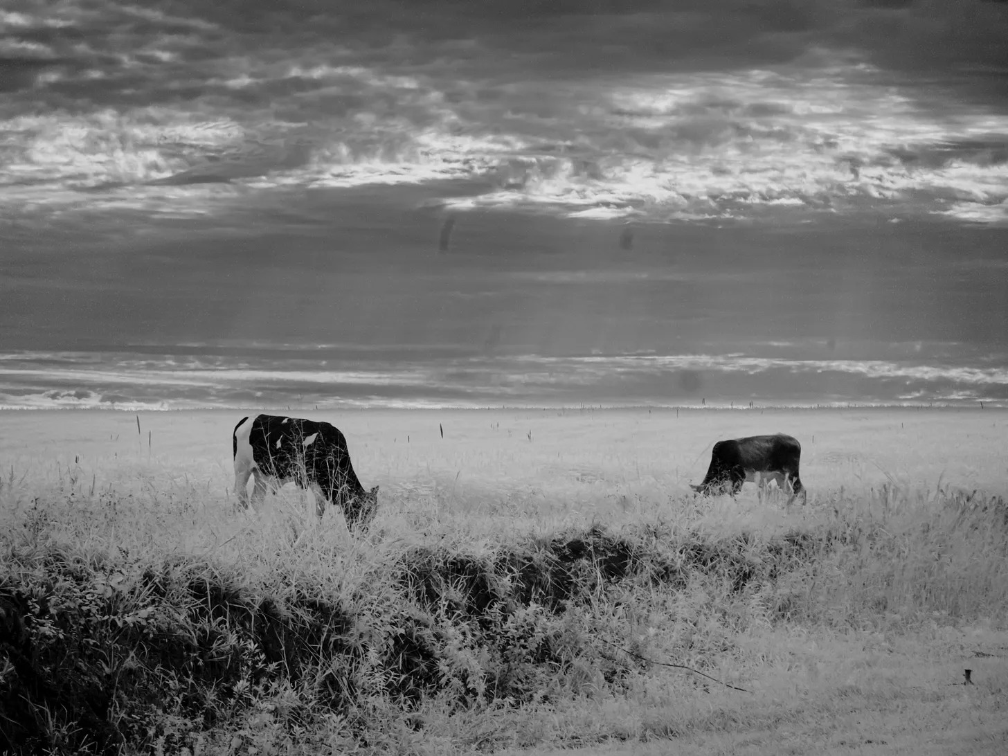 Two cows in a field