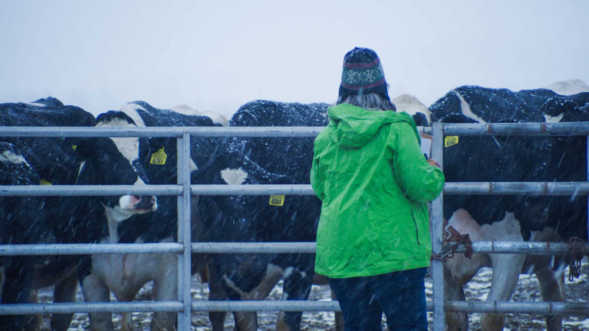 A farmer and a group of cows