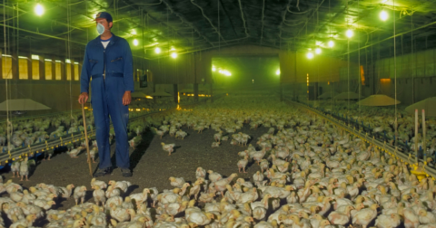 A farmer in a shed full of chickens