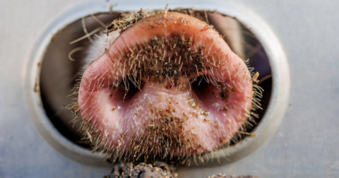 A dirt-covered pig nose poking out of a slaughter truck
