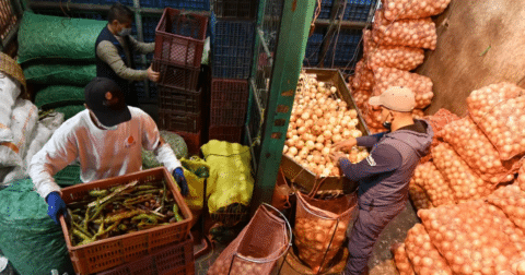 Three workers organizing vegetables in a storage room