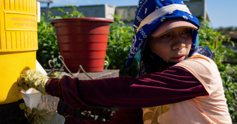 A farm worker woman getting water