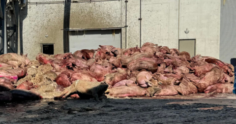 A pile of dead pigs