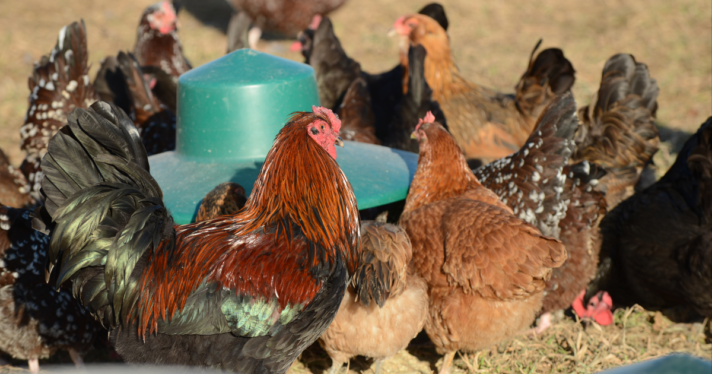 A group of chickens at a feeder