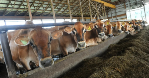 A row of cows