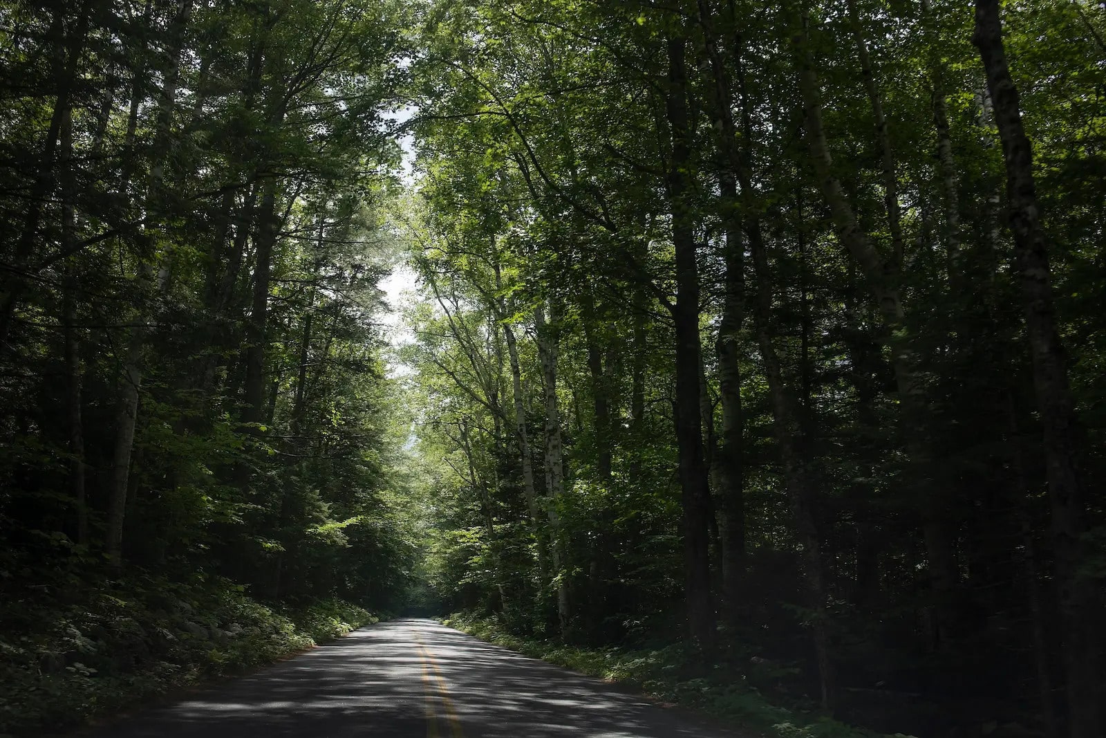 A forest