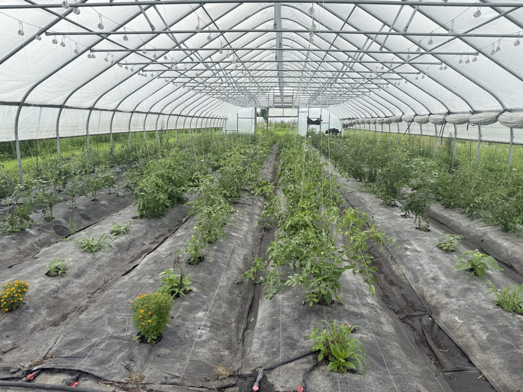 A farm of tomatoes