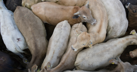 A group of cows